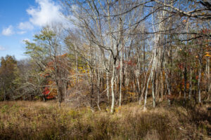 Skyline Drive Fall 2021