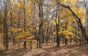 Skyline Drive Fall 2021